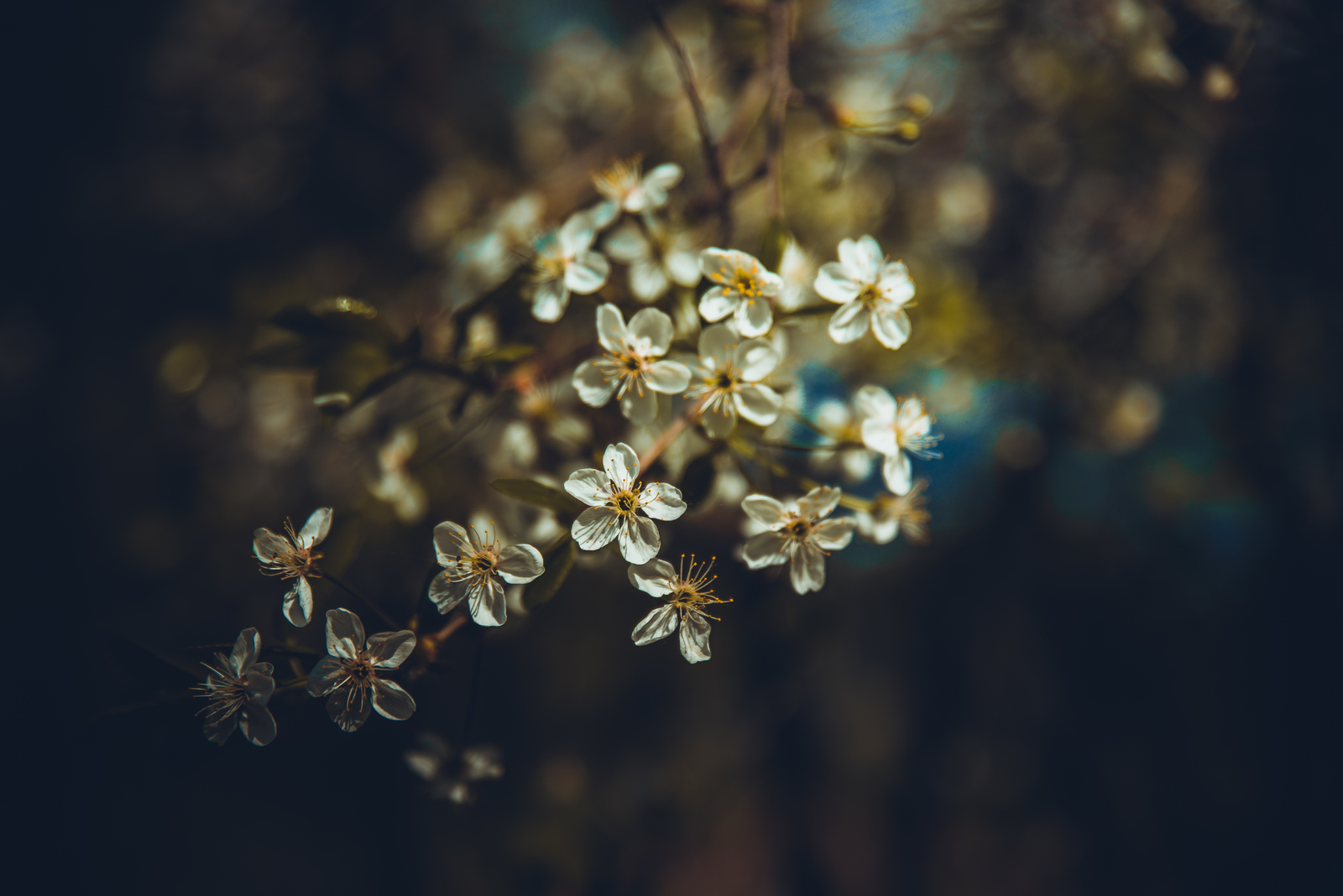 Landscape or still life? - My, The photo, Flowers