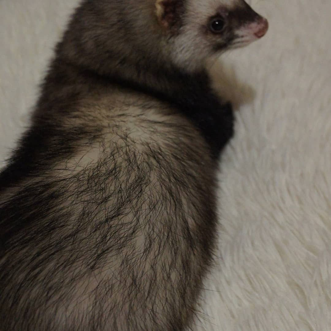 How we decided to sterilize our girl. - My, Ferret, Pets, Friend of human, Kus, Horeman, Longpost