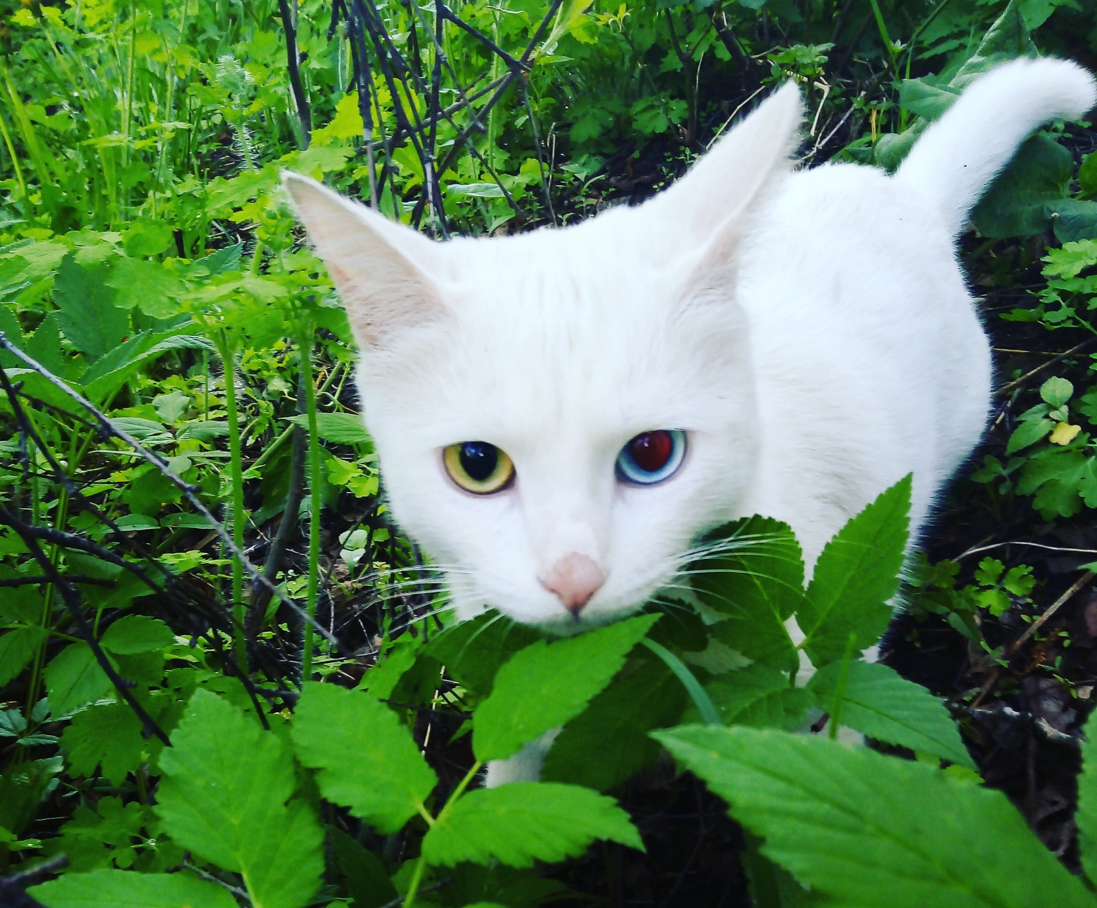 Heterochromia - Heterochromia, cat