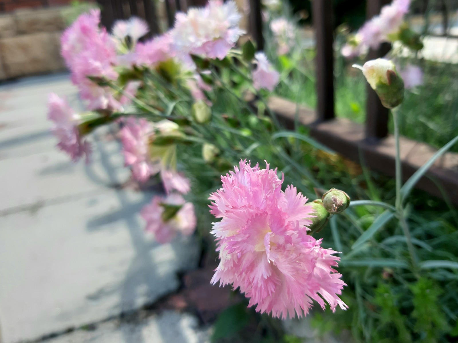 pink feathers - My, Carnation, Bloom, Spring, Longpost