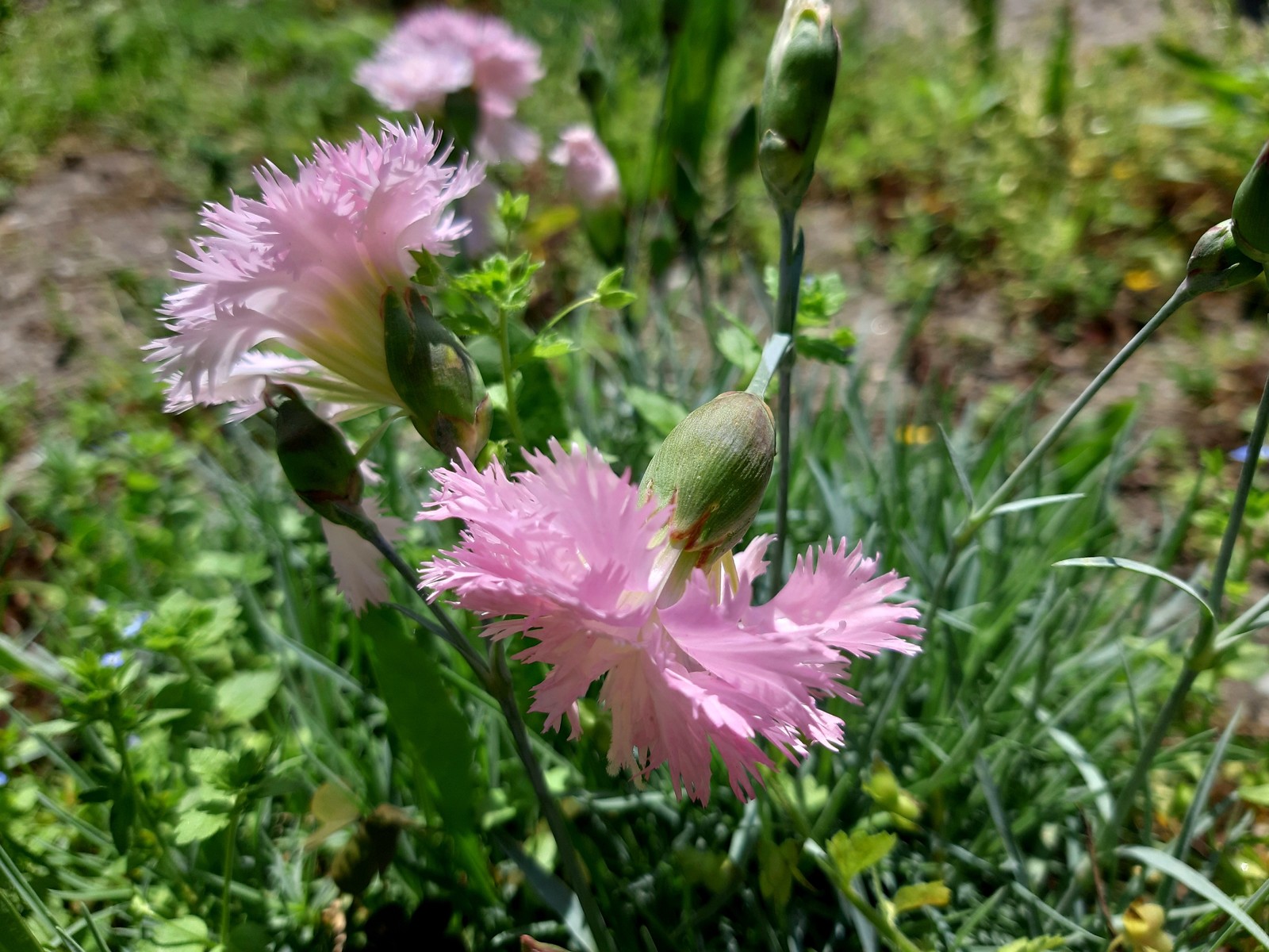 pink feathers - My, Carnation, Bloom, Spring, Longpost