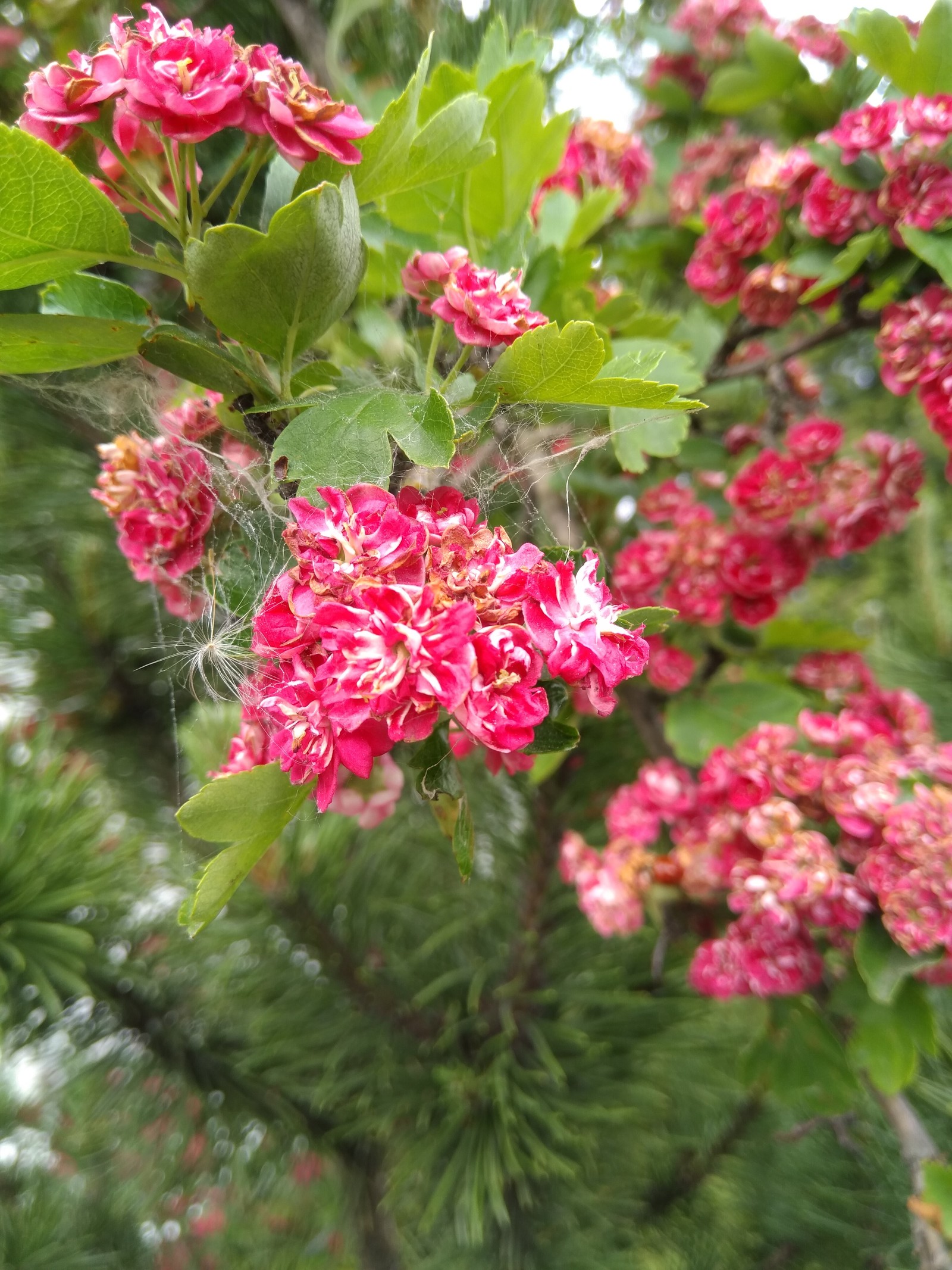 Slavsk, Kaliningrad region - My, Flowers, Nature, beauty, Kaliningrad region, Longpost