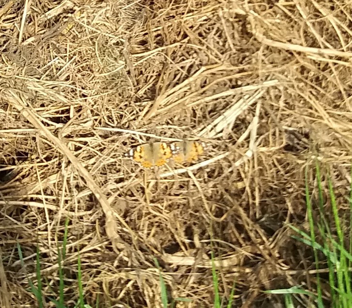 useful caterpillar - My, Agricultural League, Butterfly, Longpost, Caterpillar, Сельское хозяйство