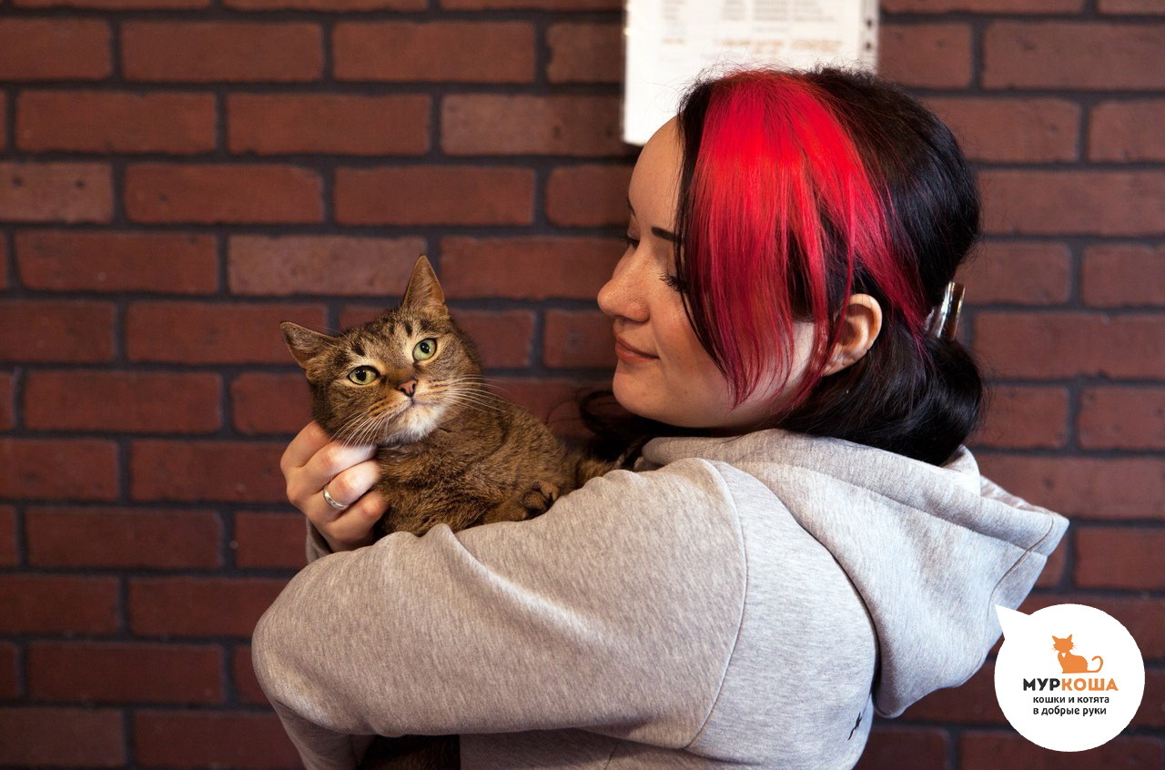 The story of the cat Marta, who found a new happiness at the age of 10. - My, Murkosha, Murkosh shelter, cat, Help, Longpost, Real life story, Helping animals