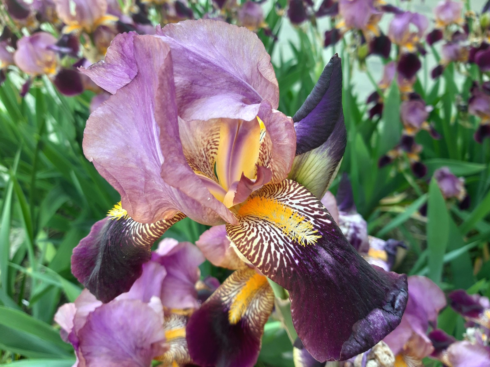 light-winged flowers - My, Irises, Spring, Bloom, Longpost