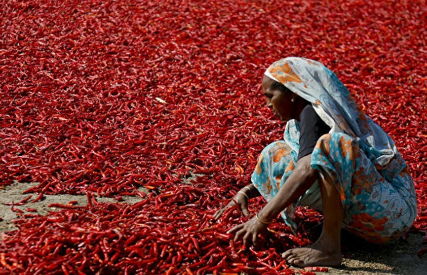 Perchik - Chile, India, Chilli, Harvesting, Longpost