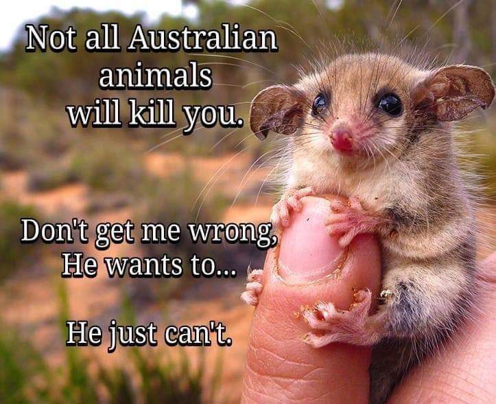 Not all Australian animals... - , Australia, Animals, Humor