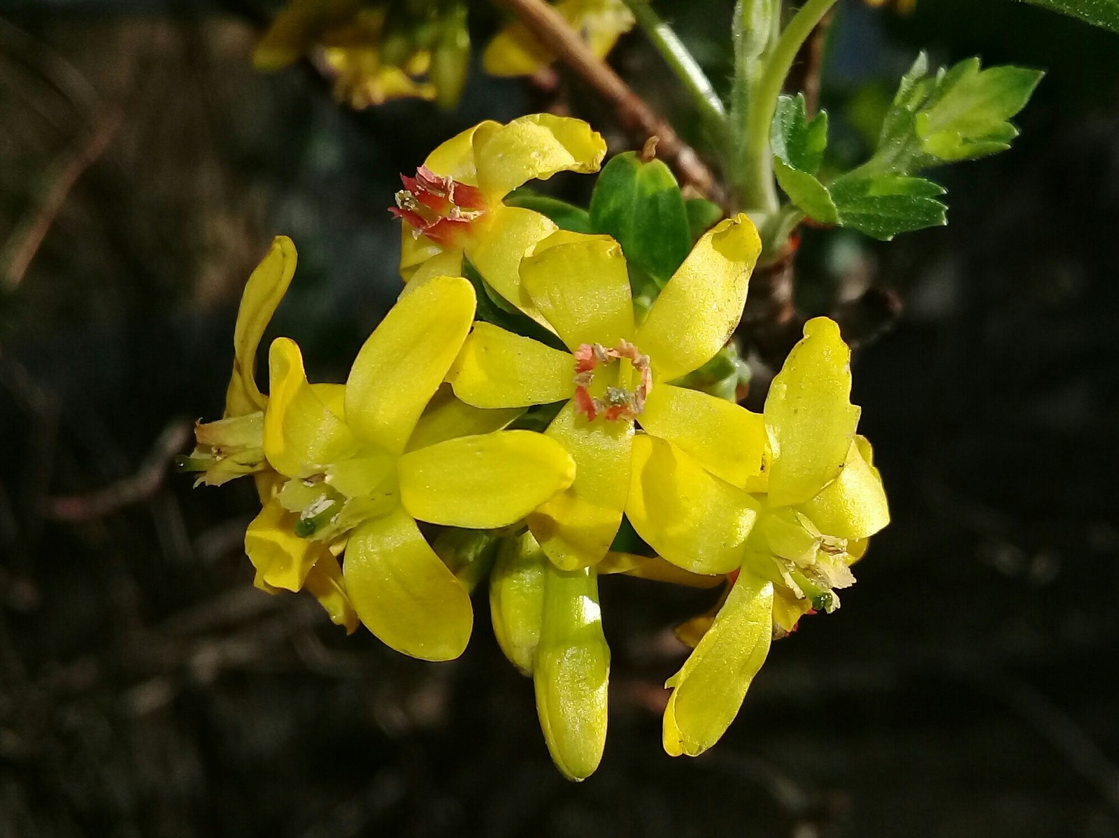 Currant - My, Currant, Flowers, The photo, Nature