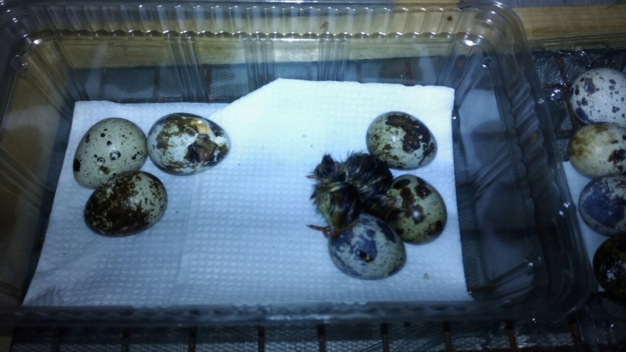 Store chicks. My experience. - My, Quail, Incubator, Personal experience, Longpost, Interesting, Suddenly