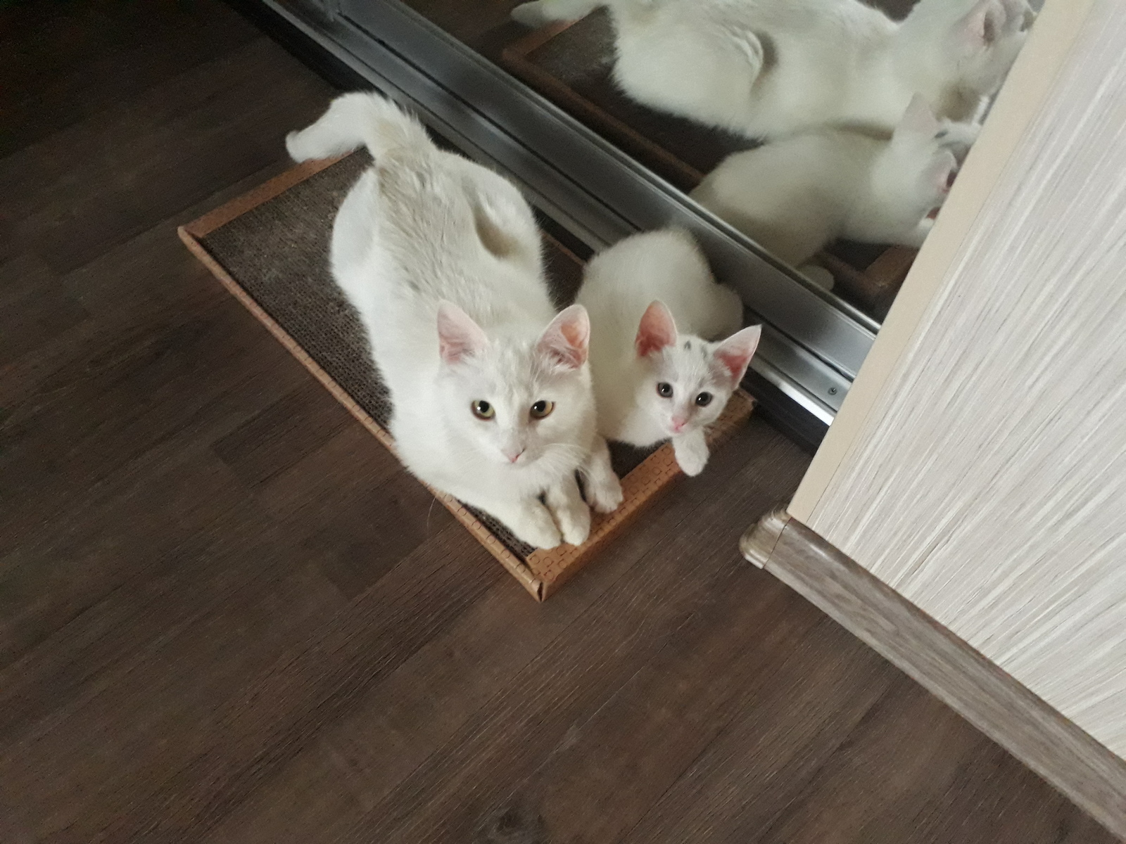 I will give the kitten in good hands (Moscow and Moscow Region). - My, Kittens, Moscow, I will give, Animals, cat, In good hands, Longpost, No rating