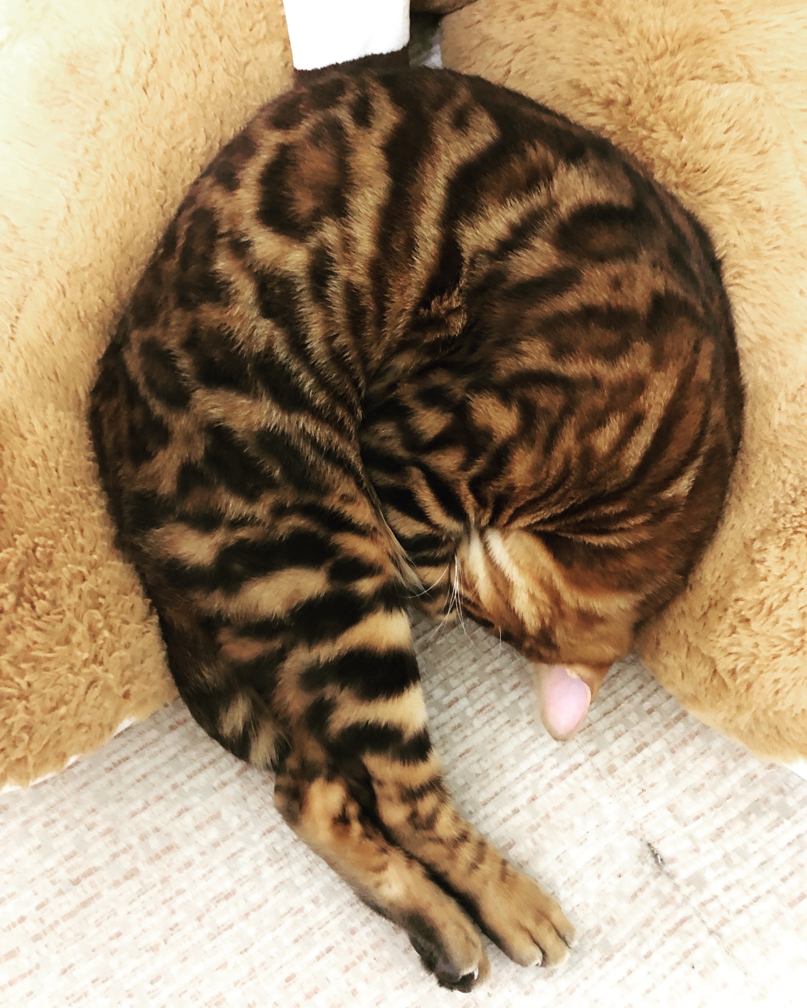 Mufasa - My, Bengal cat, cat, Kittens, China, Changsha, Longpost