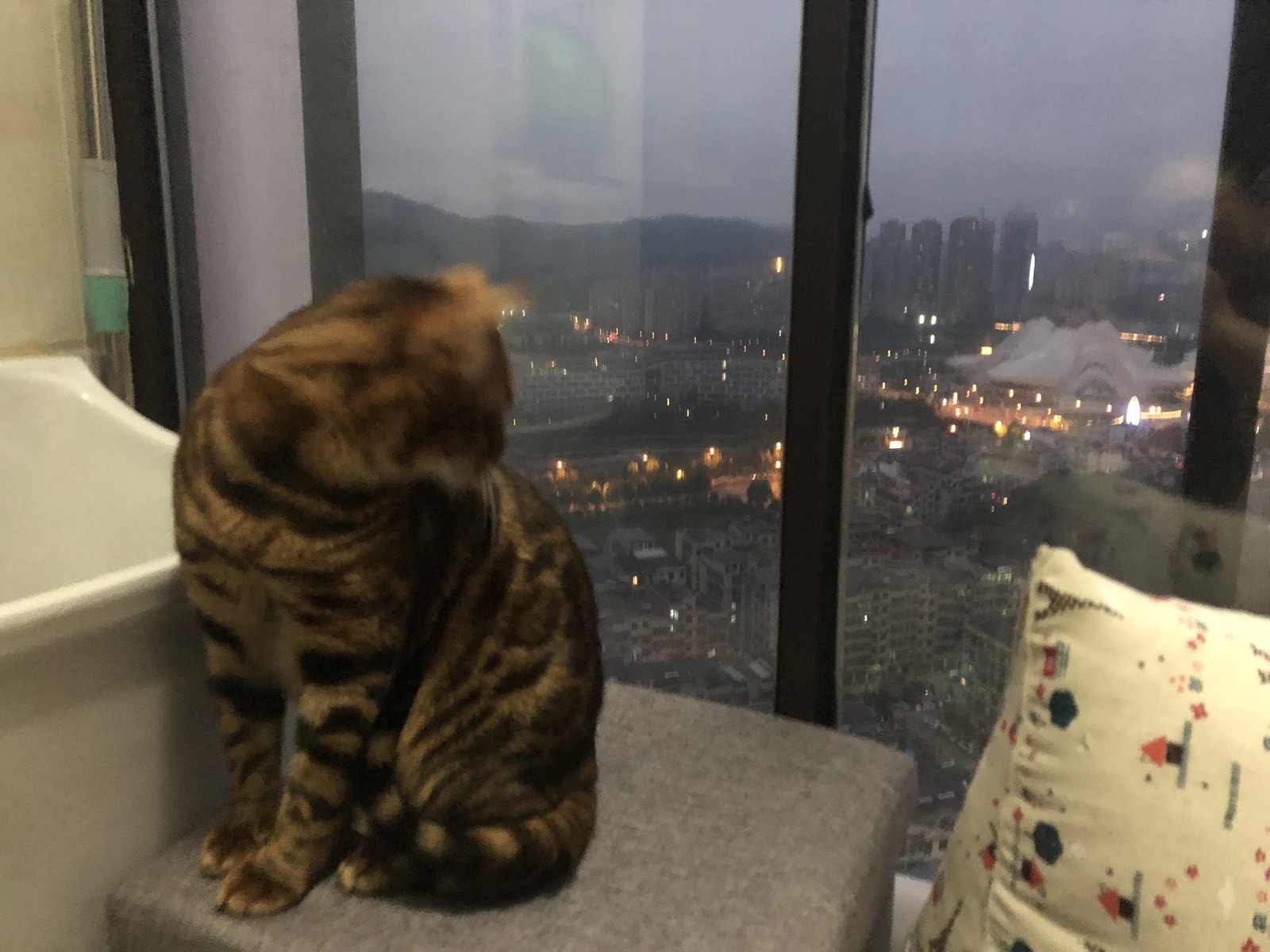 Mufasa - My, Bengal cat, cat, Kittens, China, Changsha, Longpost