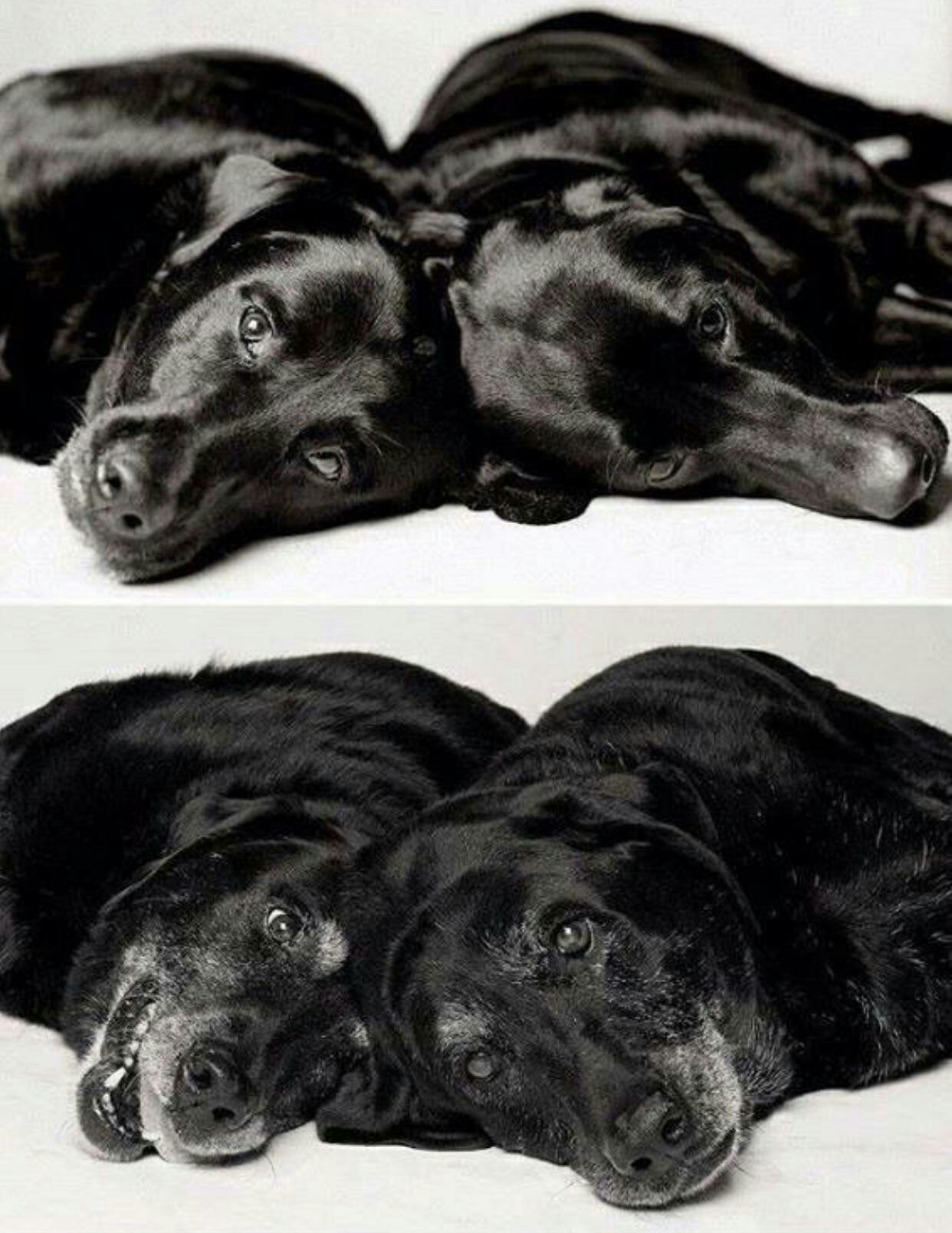 Gone old together - Dog, Black and white, The photo