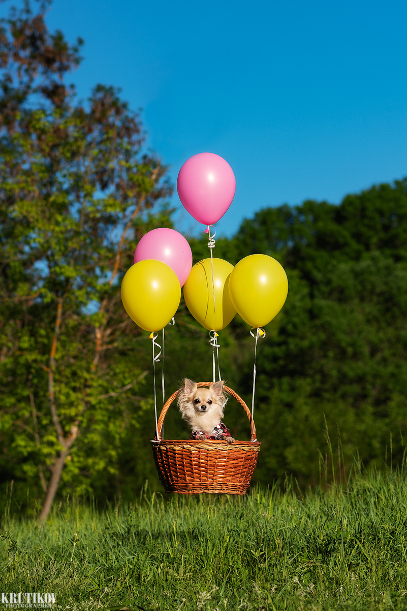 Kirill is an aeronaut. - My, Dog, Chihuahua, The photo