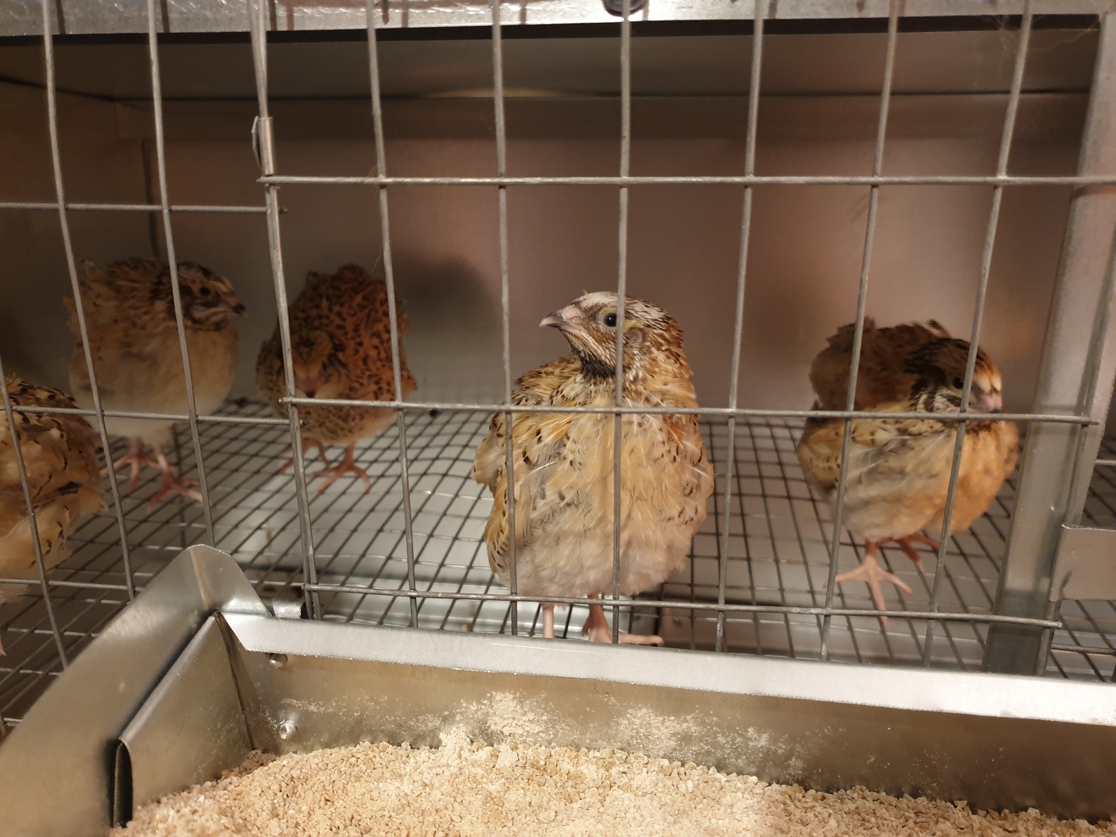 Quail. - My, quail, Quail Incubator, Longpost, Incubator