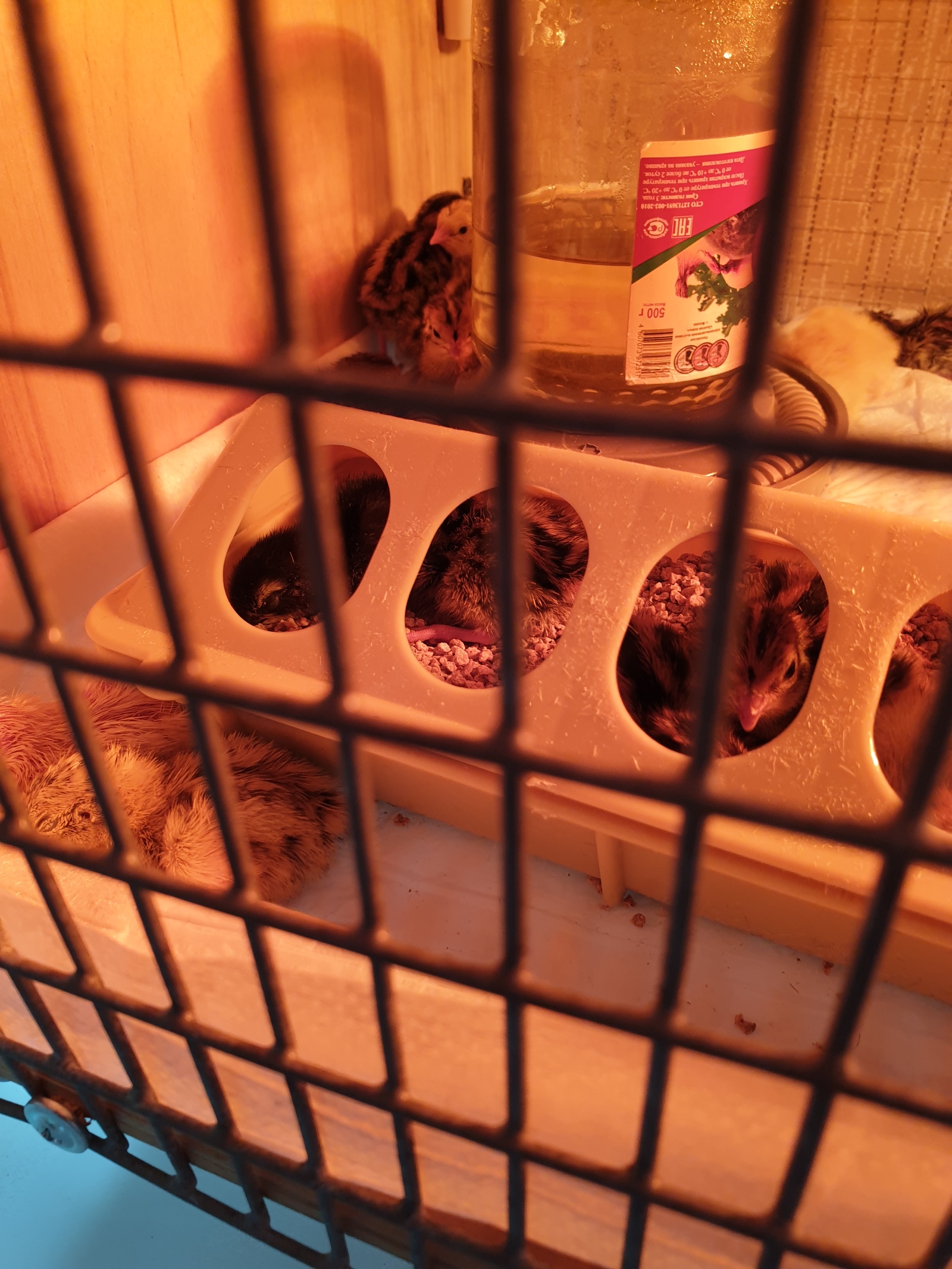 Quail. - My, quail, Quail Incubator, Longpost, Incubator