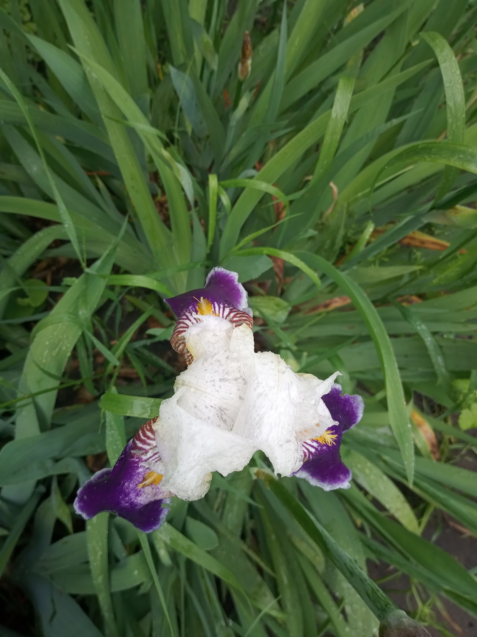 In the garden - My, Flowers, Garden, Longpost