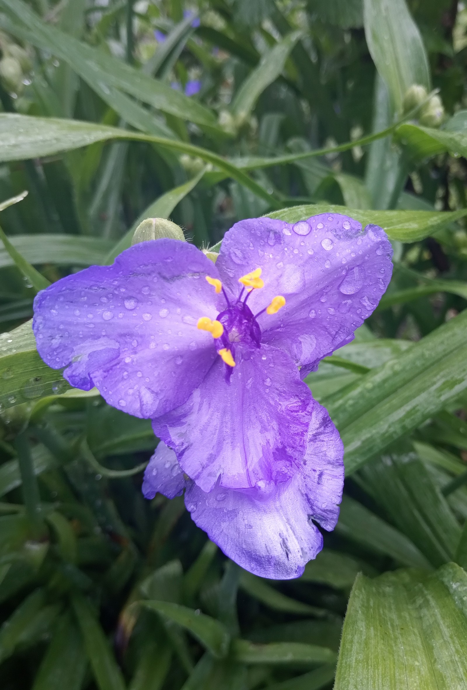 In the garden - My, Flowers, Garden, Longpost