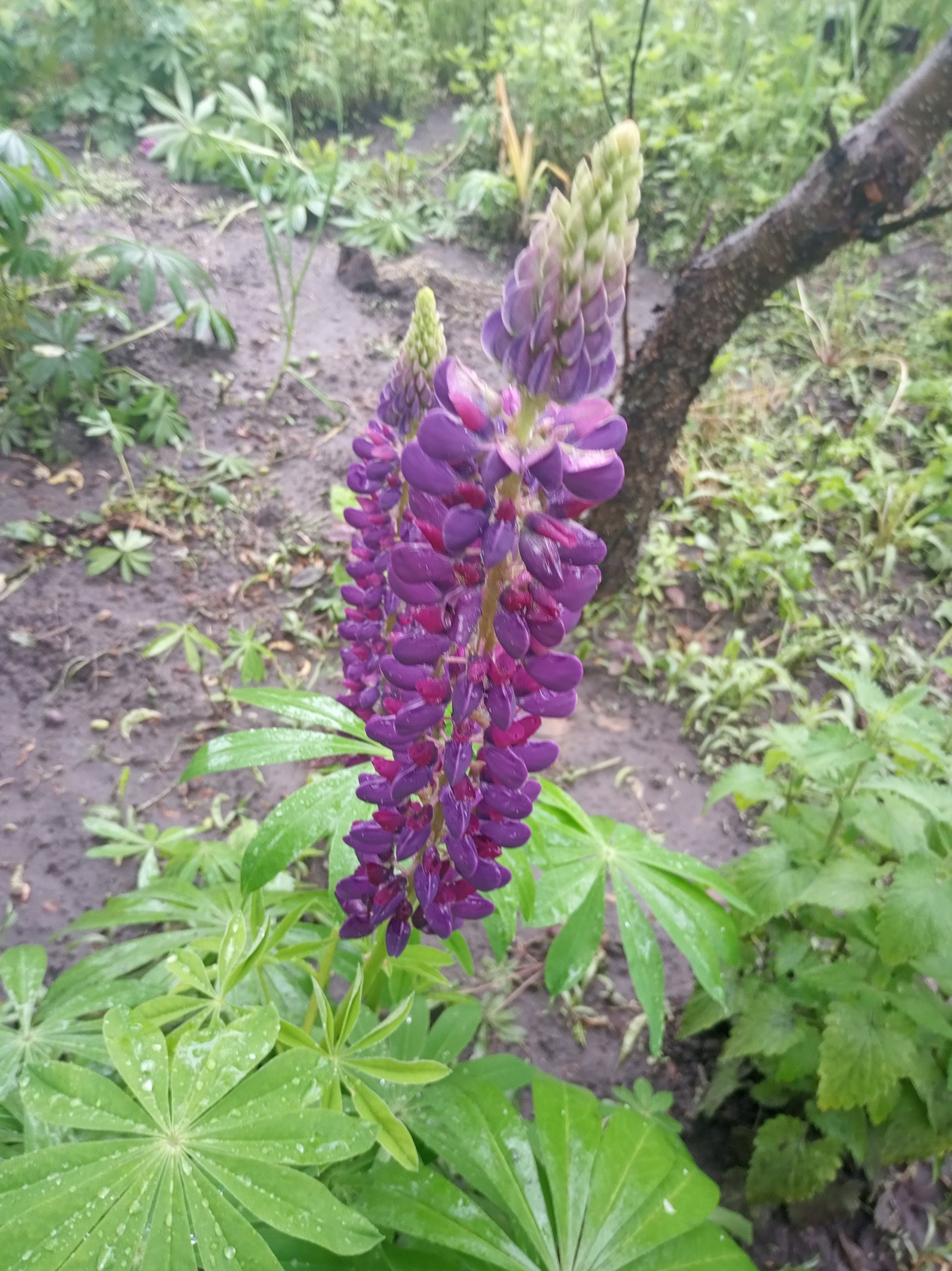 In the garden - My, Flowers, Garden, Longpost