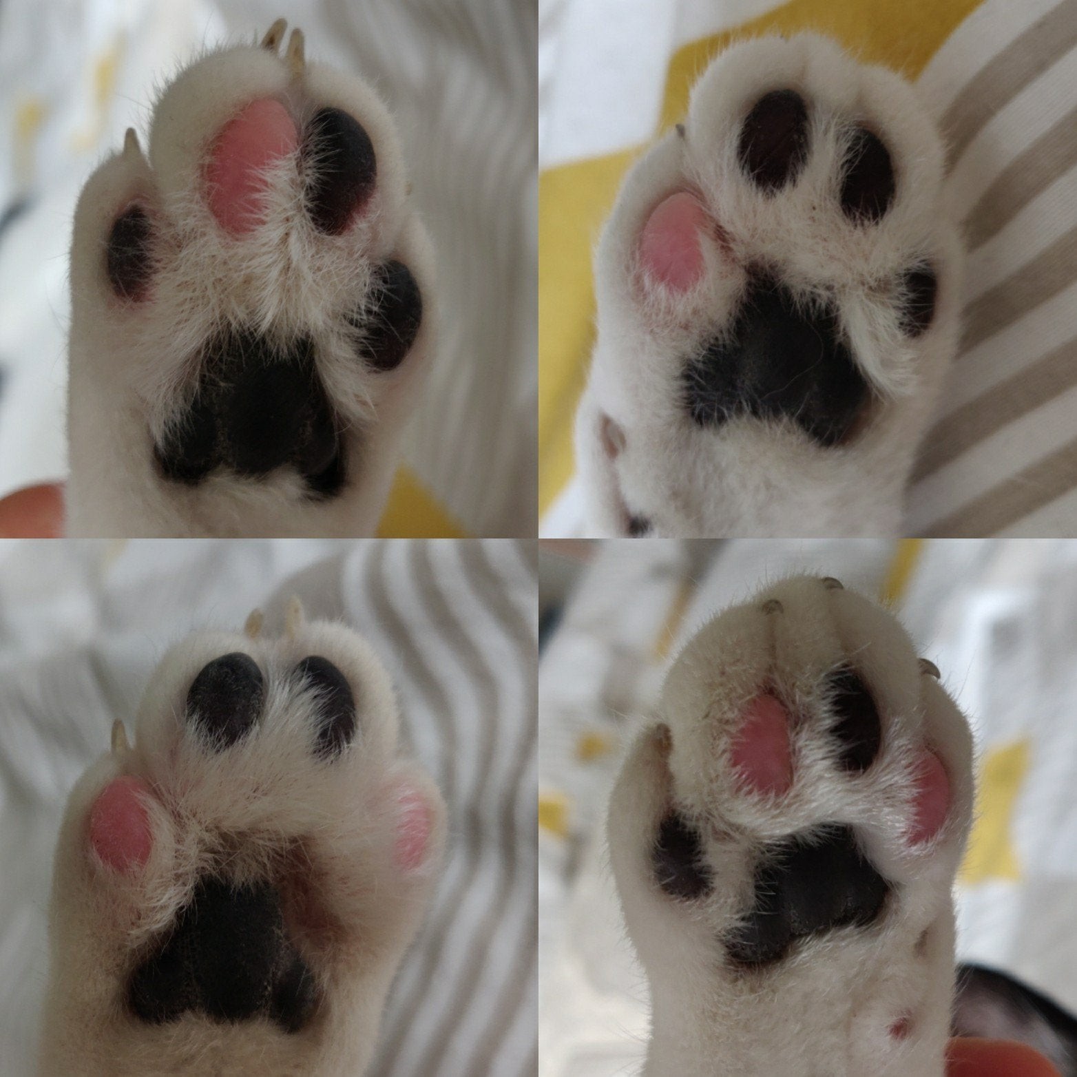 All four paws of this cat have different pink and black combinations on their pads. - cat, Paws, Reddit