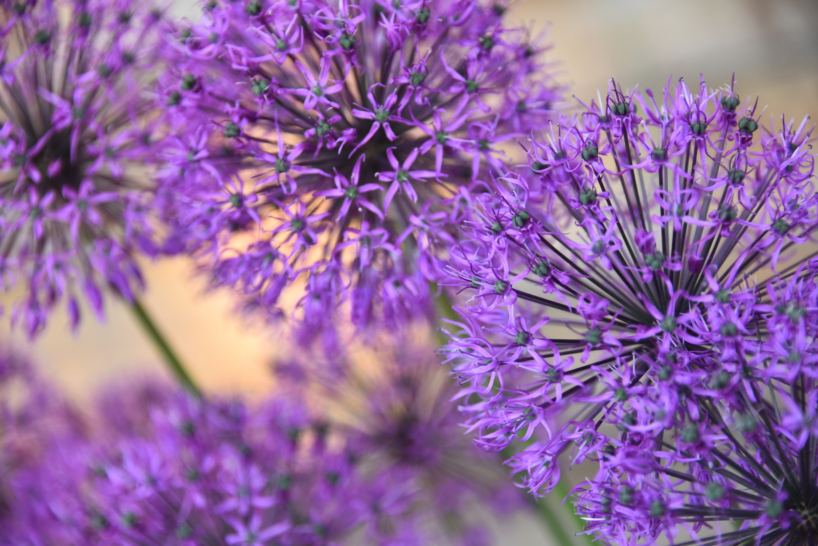 UNS #1 | Пикабу