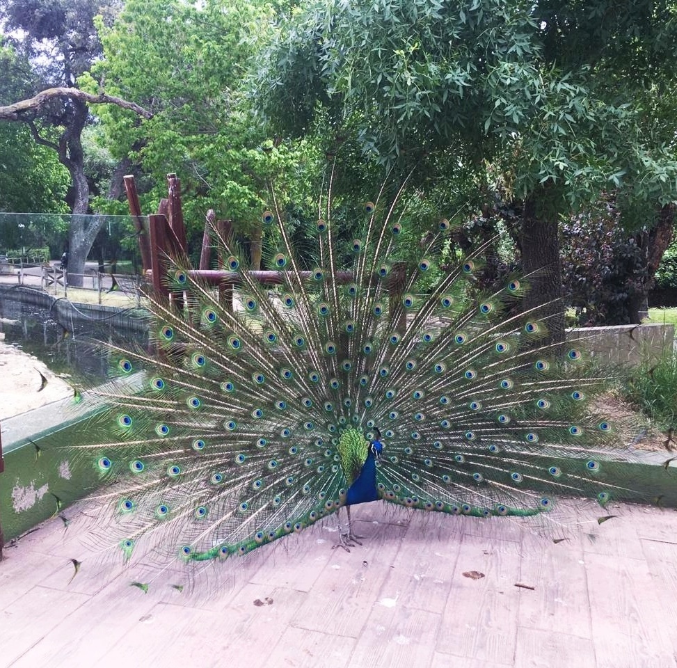 Peacock. - My, Peacock, The photo, Madrid