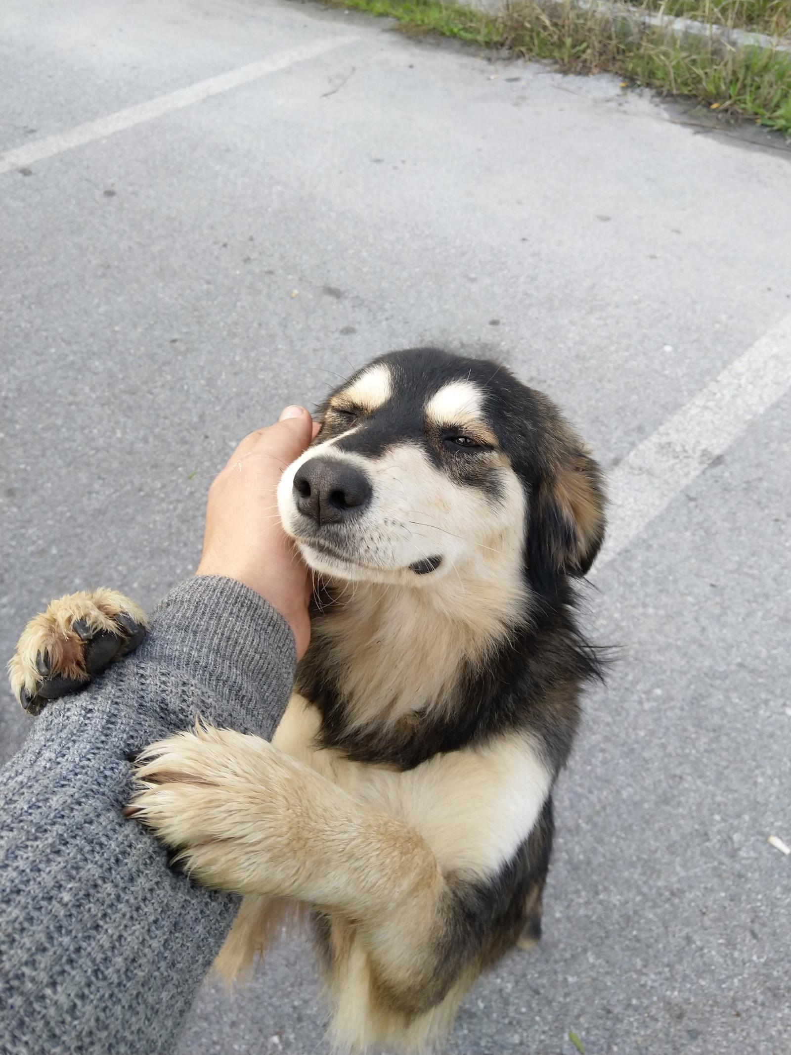 Someone was lucky enough to meet such a cute dog at work - Dog, Milota, Acquaintance, Weasel, From the network