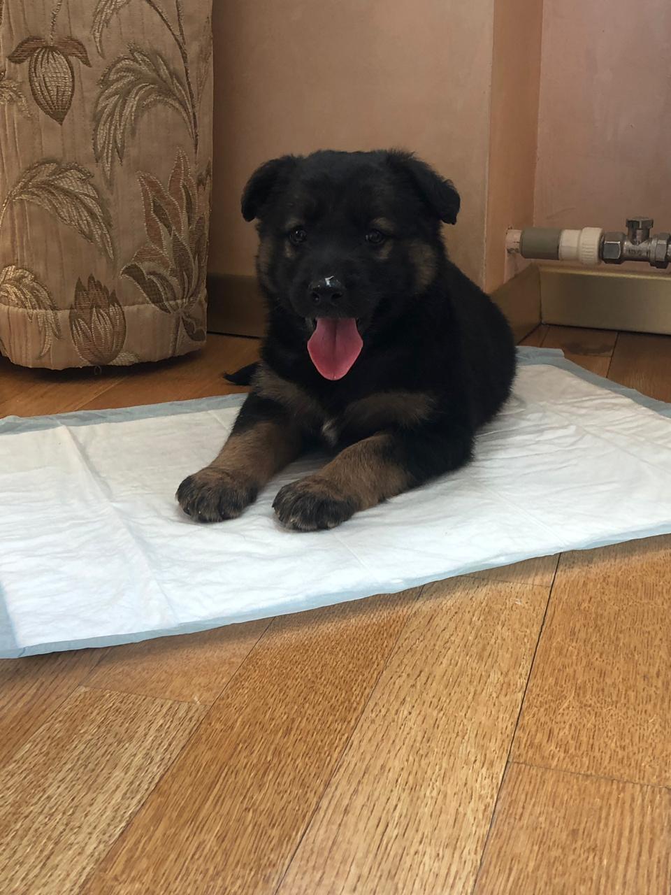 adopt a puppy - My, No rating, Longpost, Puppies, Dog, Moscow, In good hands