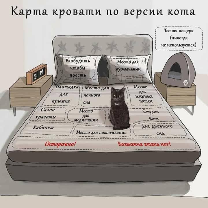 Про кота и кровать