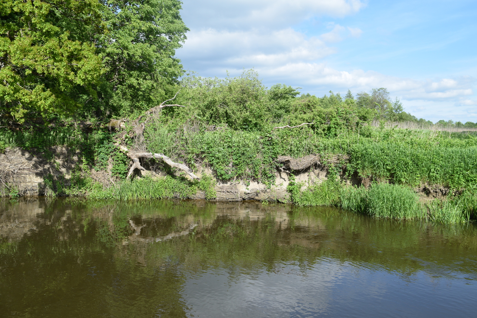 And why are there so many fish in this microriver? - My, Fishing, Chub, River, Kaliningrad, Video, The photo, Longpost