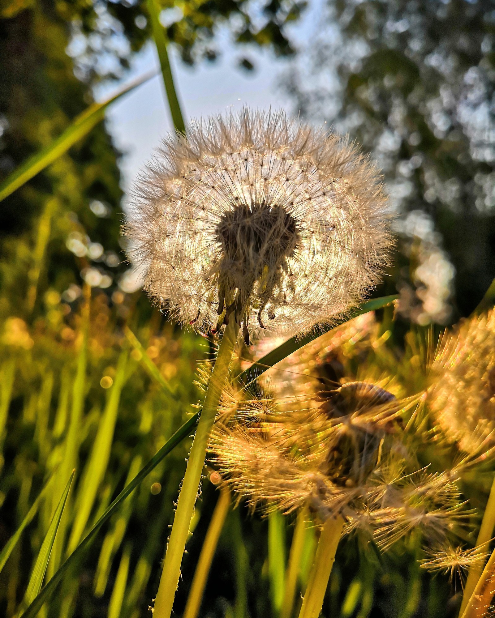 Dandelion at dawn. - My, Dandelion, All good, Photo on sneaker