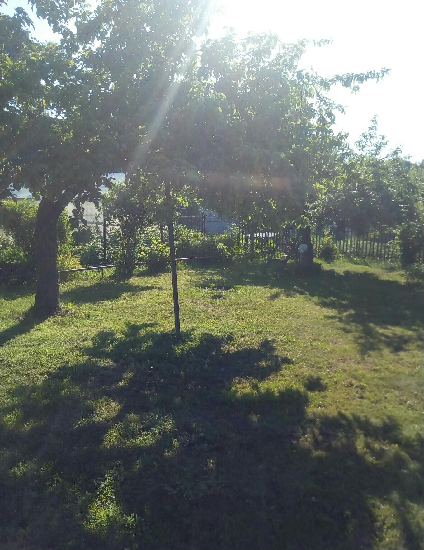 On the eve of summer. - My, Flowers, Dacha, Longpost