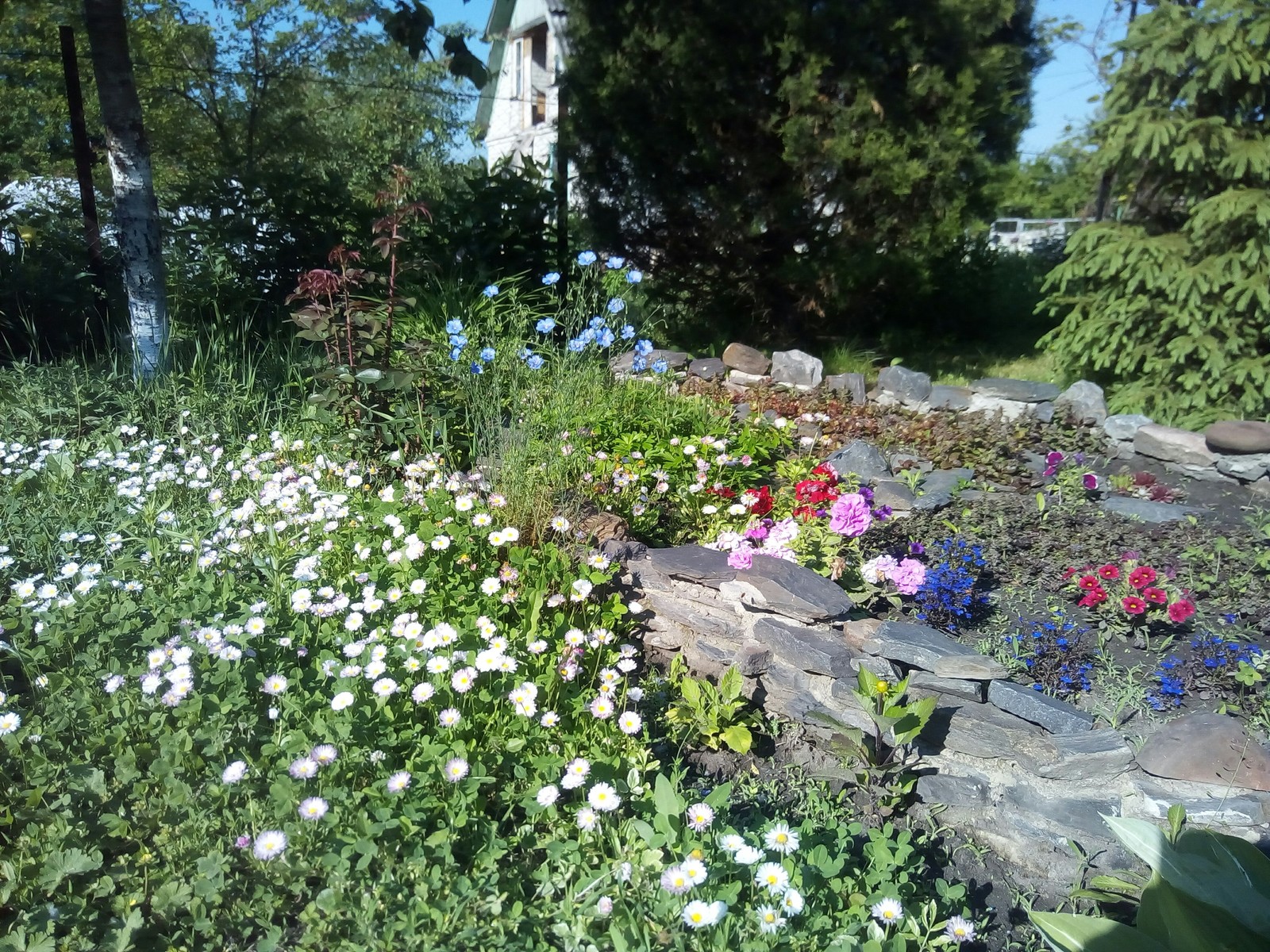 On the eve of summer. - My, Flowers, Dacha, Longpost