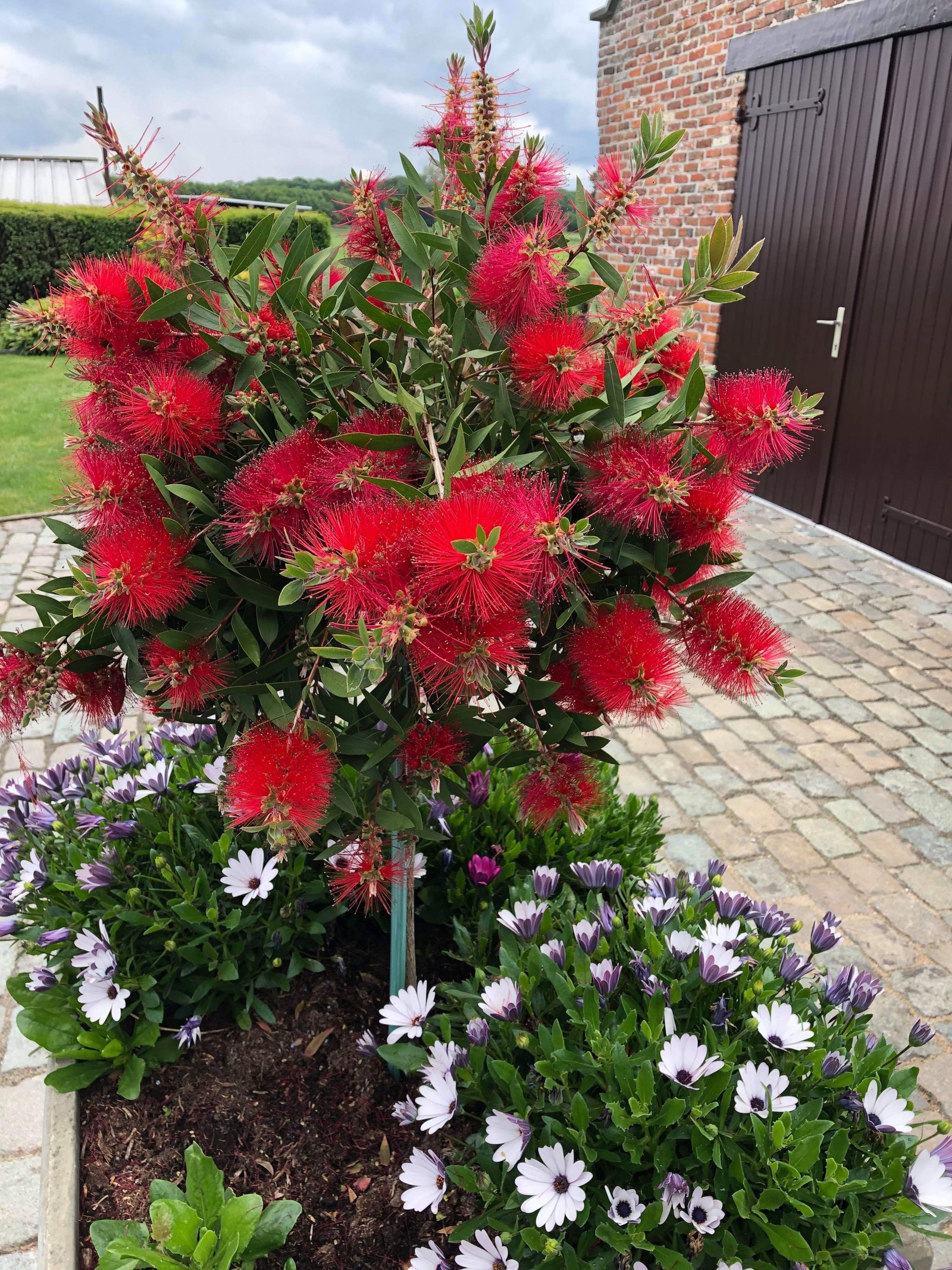 Help identifying this bush. - My, Bushes, Longpost, Plants, What's this?, Question