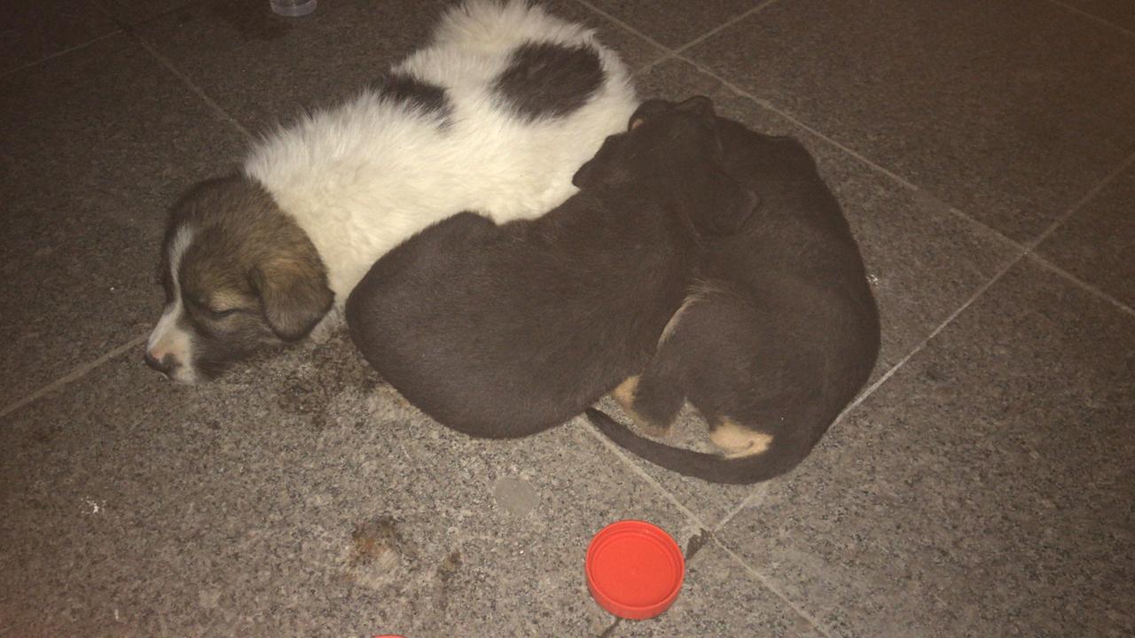 Help to attach puppies (+ about the scammer) - My, No rating, Longpost, Dog, Help, Puppies, Moscow, Helping animals