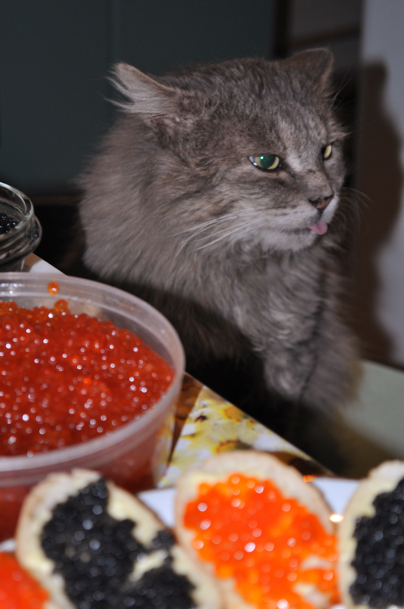 Again you gave me this caviar! I can't eat it damned. - My, cat, Catomafia, Caviar, White Sun of the Desert