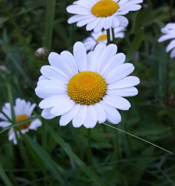 The best macro photo I've ever taken :) - My, Chamomile, Dacha, Macro, Macro photography, Nature, Spring