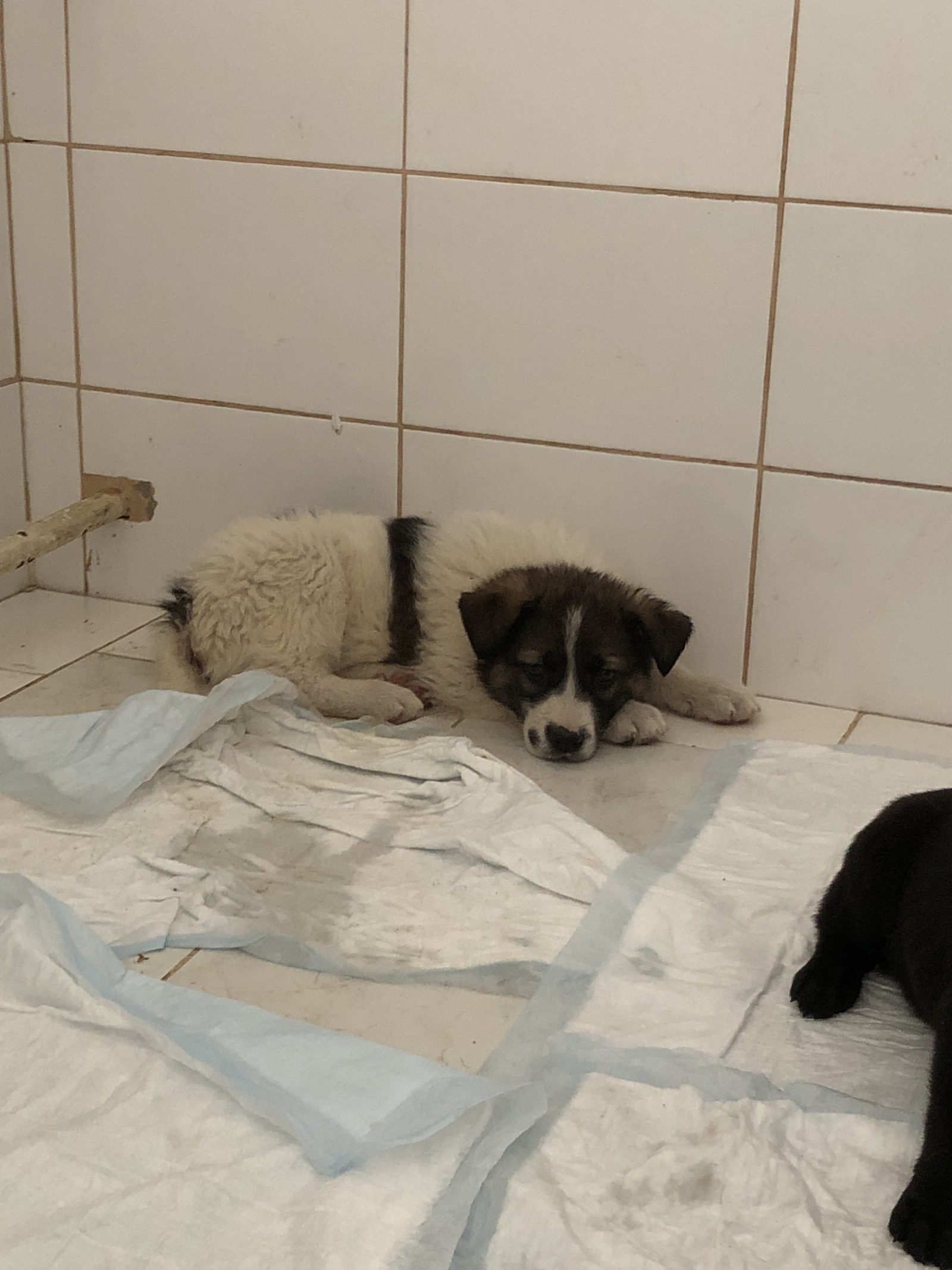 Help house the puppies (continued) - My, Moscow, Puppies, Tretyakovskaya, Help, No rating, Longpost, Helping animals