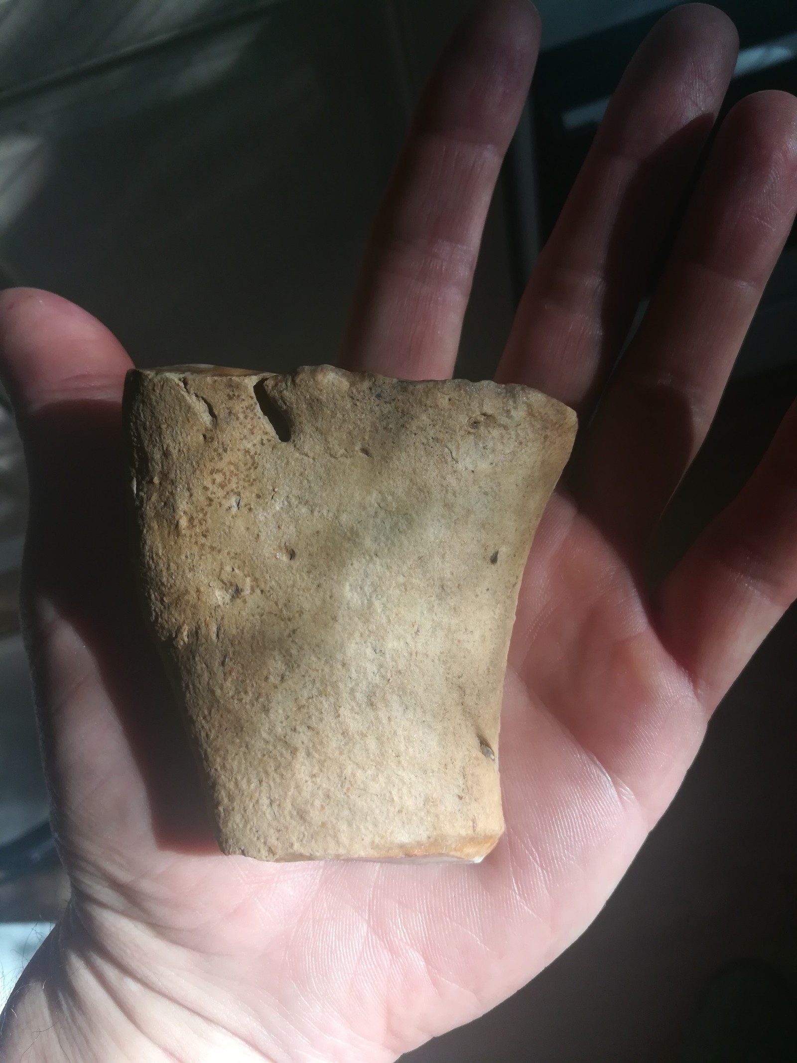 Tell me, experts, is it a tooth? - My, Fossils, Fangs, Paleontology, What's this?, Longpost