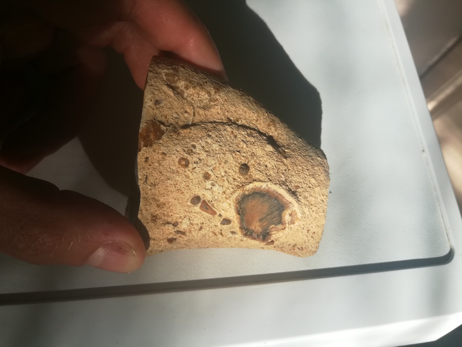 Tell me, experts, is it a tooth? - My, Fossils, Fangs, Paleontology, What's this?, Longpost