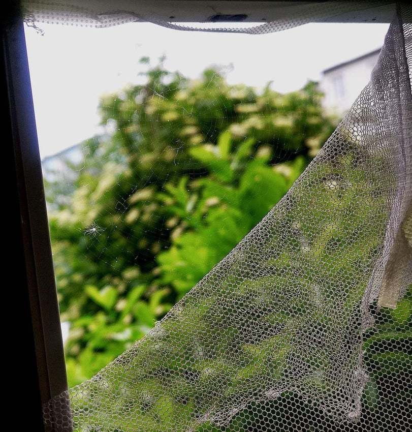 The spider fixed the mosquito net - The photo, Spider, Web