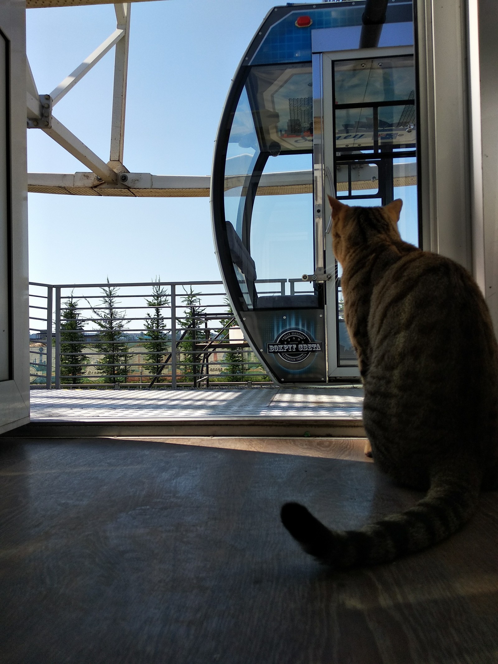 A street cat named...? - My, cat, Striped, Ferris wheel, Longpost