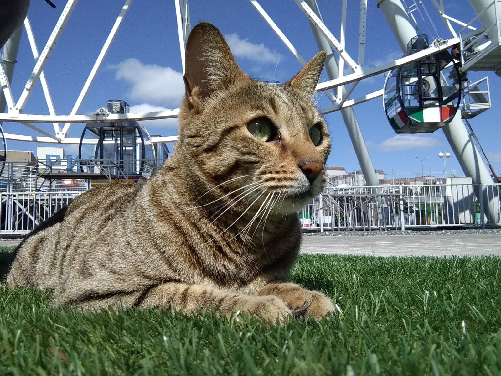 A street cat named...? - My, cat, Striped, Ferris wheel, Longpost