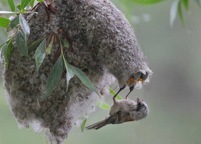 Remez-builder. - Ornithology, Birds, Remez, Elementy ru, Video, Longpost