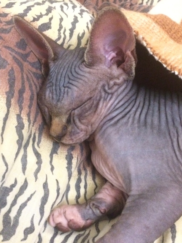 My sweet peach - Canadian Sphynx Marcus) - My, Canadian sphinx, cat, Longpost