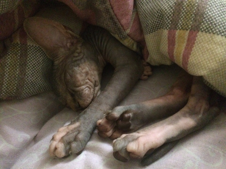 My sweet peach - Canadian Sphynx Marcus) - My, Canadian sphinx, cat, Longpost