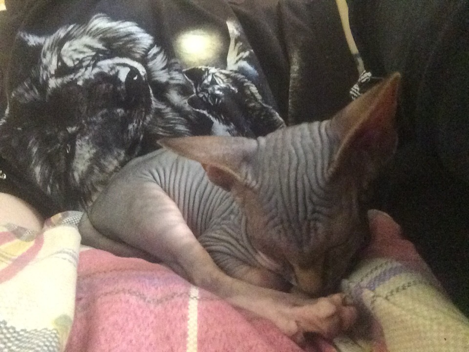 My sweet peach - Canadian Sphynx Marcus) - My, Canadian sphinx, cat, Longpost