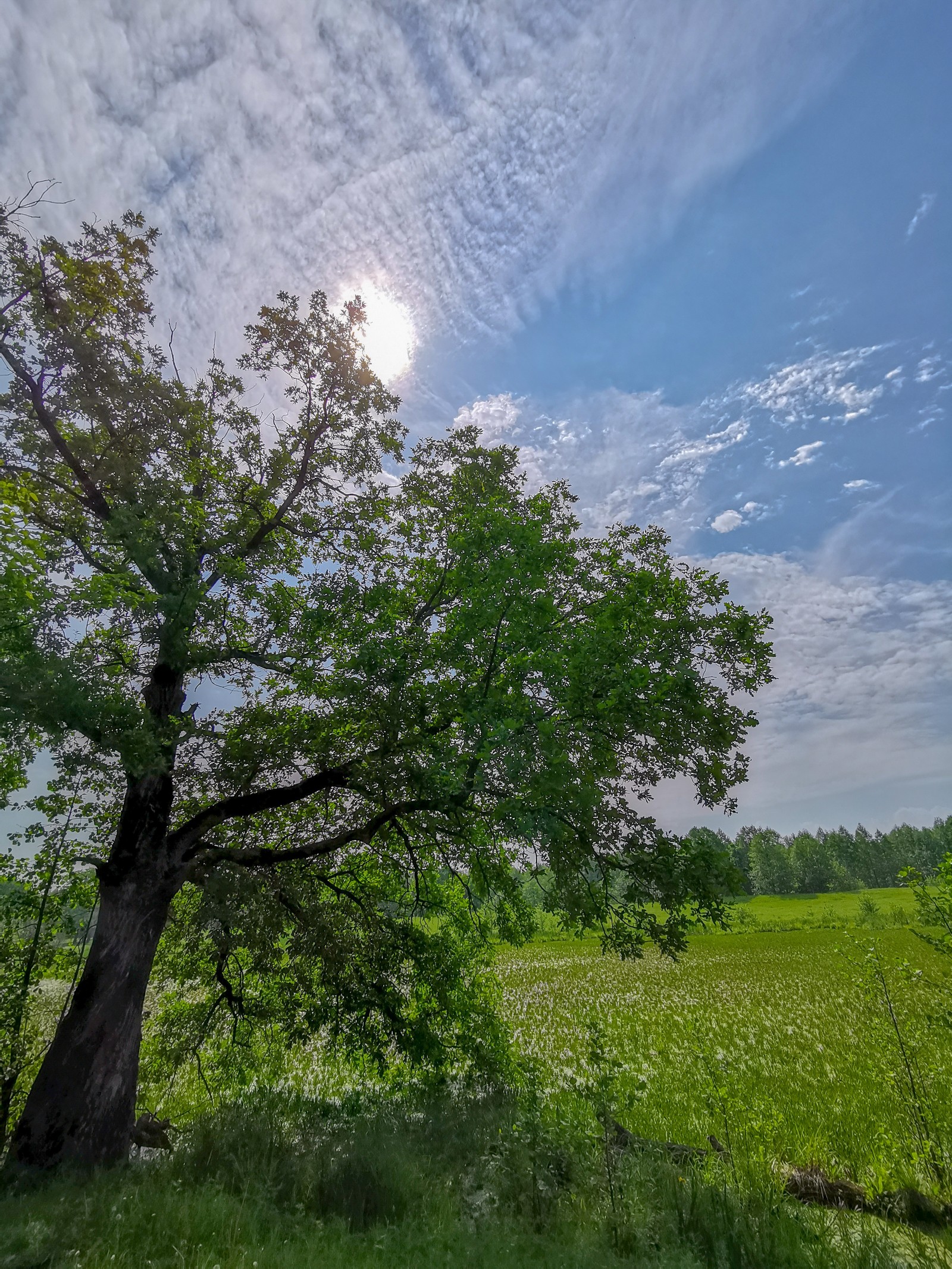 Spring sketches - My, Mobile photography, The photo, Huawei mate 20, Longpost