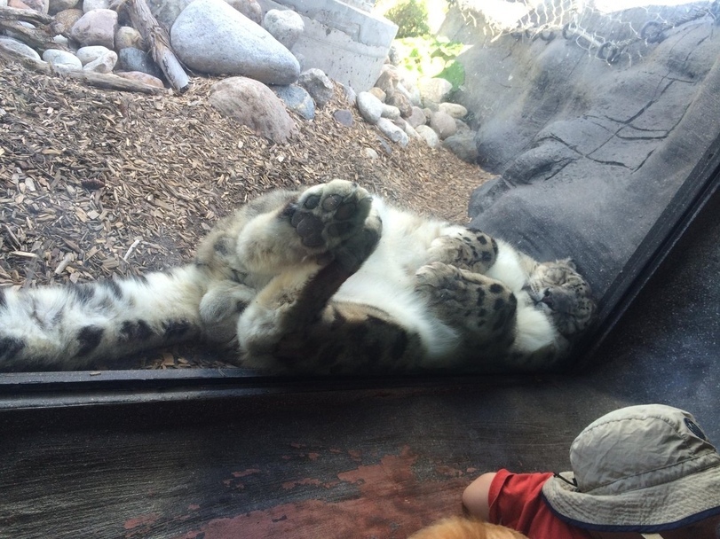 sleepy leopard - Dream, Snow Leopard, Paws