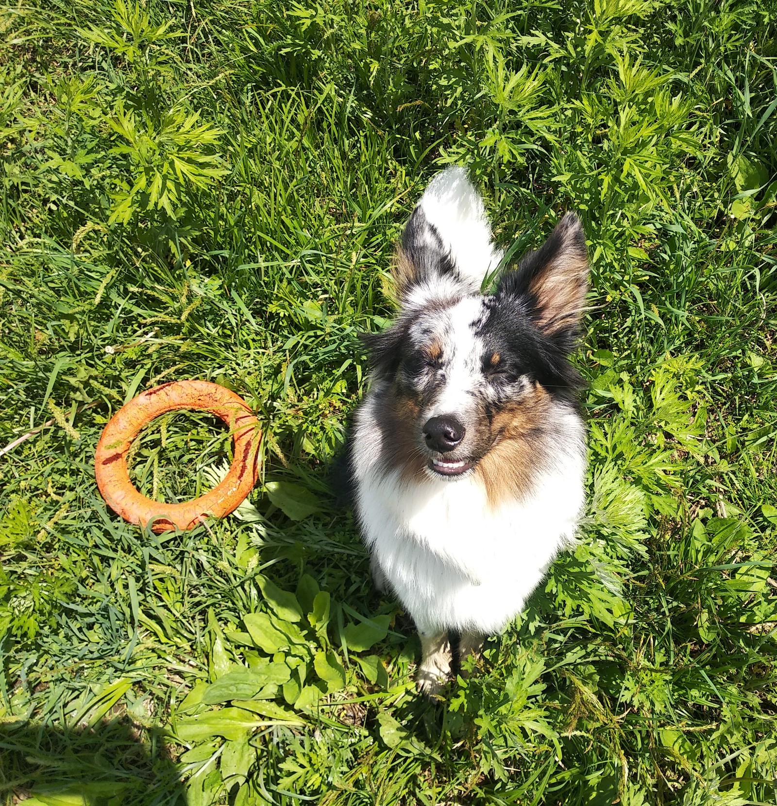 Almost summer. - My, Dog, Walk, Forest, Woolen, Border Collie, Nearly, Summer, Longpost